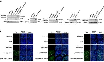 Construction and evaluation of DNA vaccine encoding Crimean Congo hemorrhagic fever virus nucleocapsid protein, glycoprotein N-terminal and C-terminal fused with LAMP1